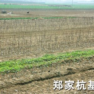 鄭家杭基地