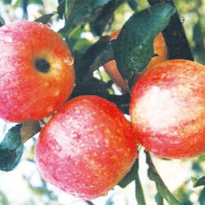 泰山嘎啦蘋(píng)果