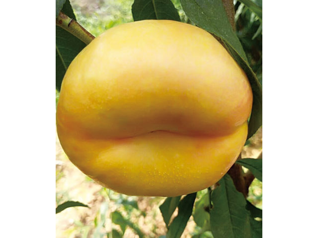 風(fēng)味皇后