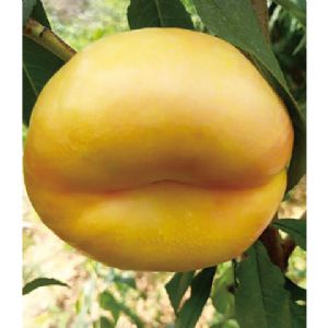 風(fēng)味皇后