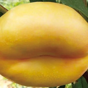 風(fēng)味皇后